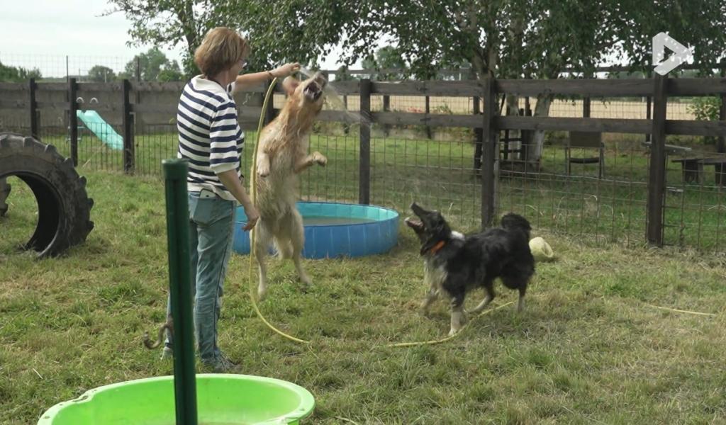 Portrait de l'été 2026 : garde-chiens