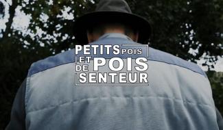 Petits pois et pois de senteur - 29/04/2024