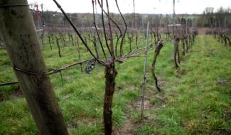 Contrechamps - Dans le secret des vignobles