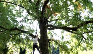 Du cirque dans les arbres du Centre Technique Horticole !