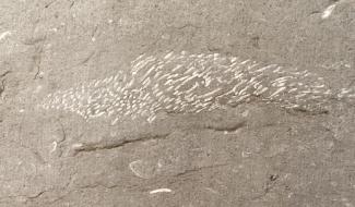 Des fossiles cachés dans Gembloux