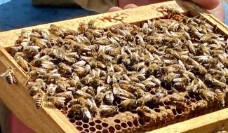Agristories - Les abeilles du domaine de Mielmont