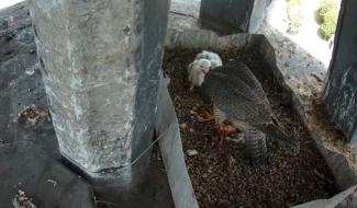 Les fauconneaux gembloutois sont nés !