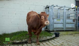 Agristories: les vaches Limousine, à Libramont