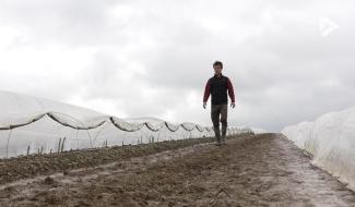 Contrechamps - L'asperge wallonne est arrivée