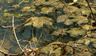 Des aménagements simples pour plus d'eau dans nos forêts