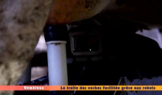 Les horaires de traite facilités grâce aux robots