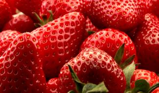 Malèves : la saison des fraises de Wallonie est lancée