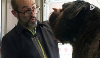 Mon job, ma passion - Federico de la Torre, toiletteur pour chiens