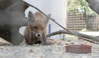 Hausse du nombre d'animaux blessés au CREAVES de Perwez