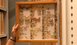 Hexapoda : insectes et étudiants vivent en harmonie