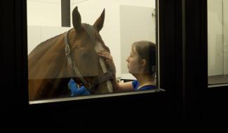 Equitom : premier hôpital équin de Wallonie