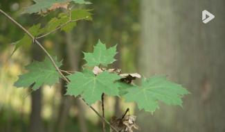 Contrechamps - Au cœur de la forêt vivante