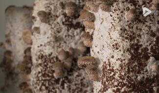 Contrechamps - Benoît Roche, producteur de champignons