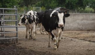 Contrechamps - Le lait, de l'étable au labo