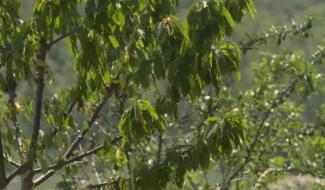 Une haie de fruitiers endémiques pour joindre forêt et ferme