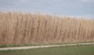 Contrechamps - Les multiples vertus du miscanthus