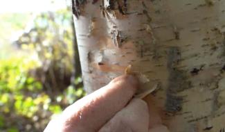 Histoires d'arbres - Le bouleau