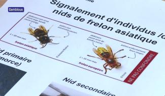 Quels réflexes adopter face aux frelons ?