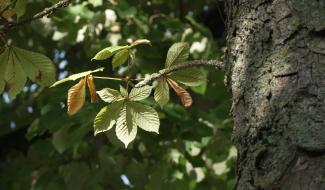 La Ville de Gembloux a besoin de vous pour recenser ses arbres remarquables