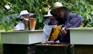 Récolte du miel : comment vider une ruche ?