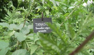 La tanaisie au jardin : comment la cultiver (+ recette)