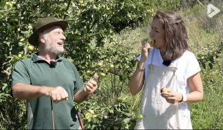 Histoires d'arbres - Le pommier sauvage