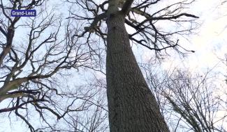 Se réserver une partie du bois local pour le revaloriser