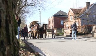 Une centaine de personnes pour un hommage aux tilleuls de la drève de Walhain