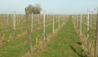 Un projet de chai coopératif à Perwez pour promouvoir le vin wallon