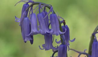 Les jacinthes du Bois de Buis sont en fleur