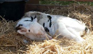 Gembloux : découverte de l'agriculture et de l'élevage en plein centre-ville