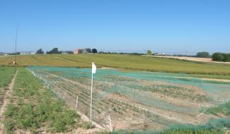 Gembloux : le CePICOP teste les cultures céréalières de demain