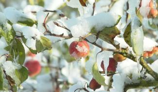 La saison de taille des arbres a commencé : ce qu'il faut savoir
