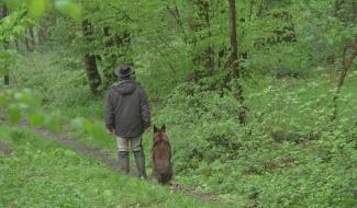 3/4 des Wallons souhaitent des forêts protégées en libre évolution
