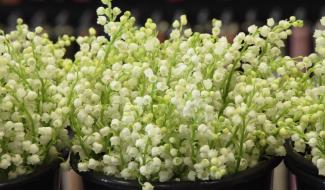 Muguet du 1er mai : un défi logistique pour les fleuristes