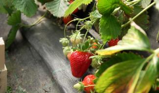 Bien sucrées, les fraises sont arrivées en avance cette année