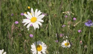 Pollens : le bouleau, c'est fini, place aux graminées