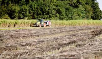 Le chanvre révèle son pouvoir de dépollution des sols