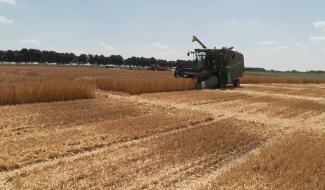 Sous la canicule, les moissons de céréales débutent en avance