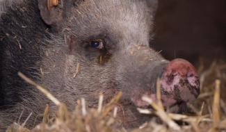 Bien-être animal : apaisement dans les refuges