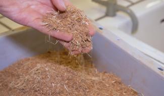 Les écorces de bois : une alternative prometteuse aux pesticides