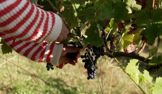 Vendanges : une première pour la Cave Coopérative de Perwez