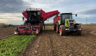Agriculture : une saison encourageante pour la récolte des betteraves