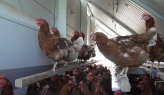 Grippe aviaire à Grand-Leez : l'AFSCA euthanasie l'élevage et établit une zone de protection