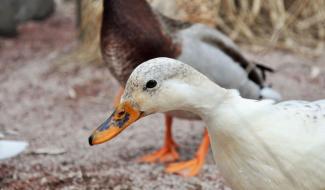 3ème cas de grippe aviaire confirmé dans la zone de Gembloux