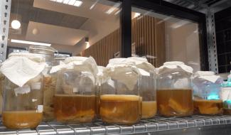 Le kombucha, une boisson en plein essor