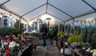 Quel sapin choisir pour Noël et comment le garder longtemps? Les conseils d'un pépiniériste de Walhain