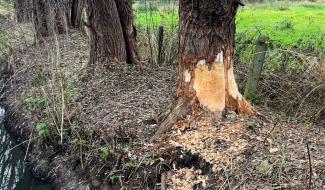 Deux castors dérangent Ernage dans sa lutte contre les inondations