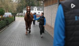 Les Héros des animaux - Equitom épisode 1